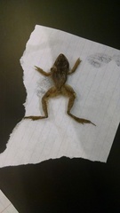 Lithobates sylvaticus