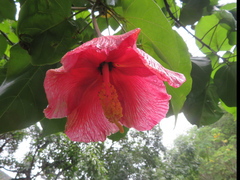 Thespesia grandiflora