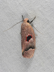 Acanthodela erythrosema