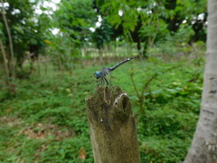 Dythemis nigra