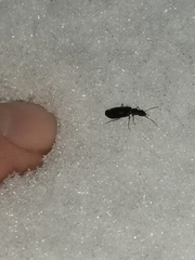 Dromius fenestratus