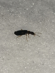 Dromius fenestratus