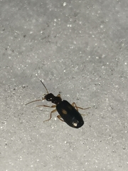 Dromius fenestratus