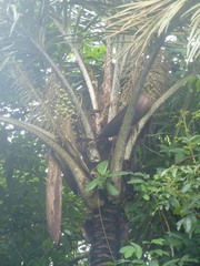 Astrocaryum aculeatum