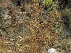 Prangos ferulacea