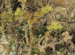 Sempervivum transcaucasicum