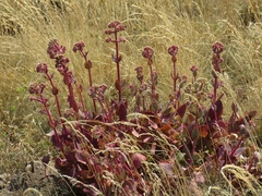 Hylotelephium caucasicum