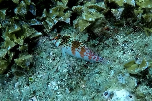 Cirrhitichthys falco observed 2016-09-03