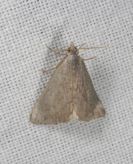 Adeixis inostentata