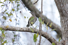 Mimus polyglottos image