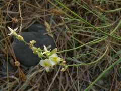 Onobrychis michauxii