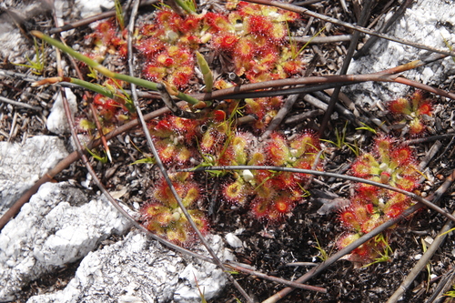 Image of Drosera esterhuyseniae by (c) Tony Rebelo, some rights reserved (CC BY-SA)