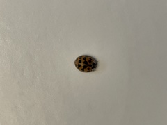 Harmonia axyridis