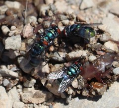 Chrysomya chloropyga