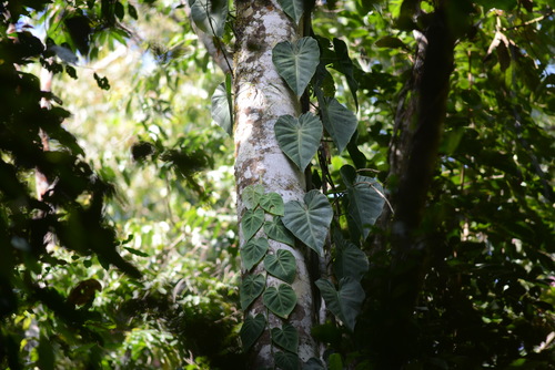 Philodendron hederaceum