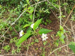 Lantana canescens