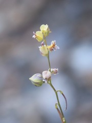 Streptanthus polygaloides