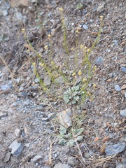 Streptanthus polygaloides