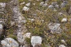 Geochloa rufa