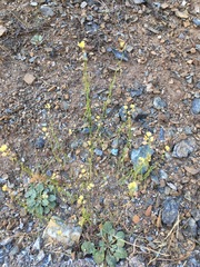 Streptanthus polygaloides