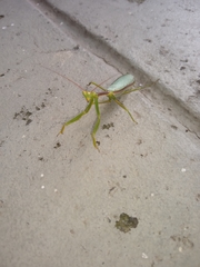 Cardioptera brachyptera