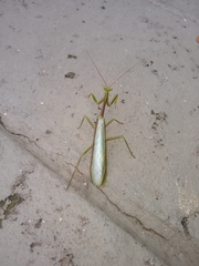 Cardioptera brachyptera