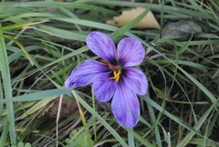 Crocus sativus