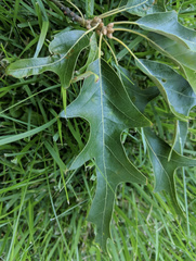 Quercus