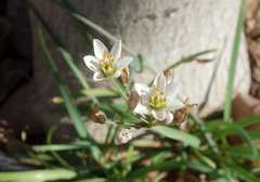 Nothoscordum gracile image