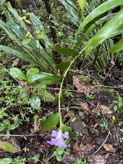 Sobralia warszewiczii