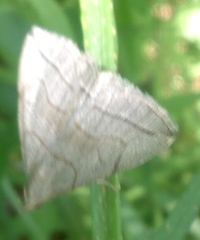 Zanclognatha pedipilalis