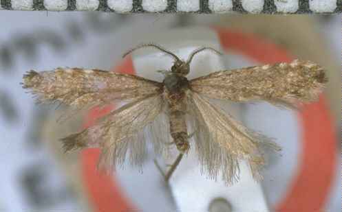 Reductoderces microphanes