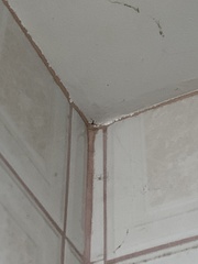 Pholcus phalangioides