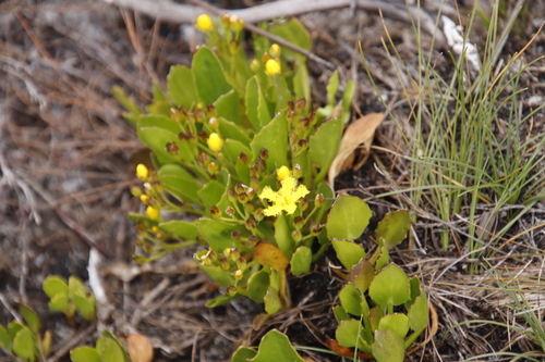 Small Cape bogbean (Villarsia manningiana)