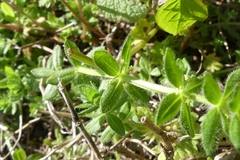 Cruciata pedemontana