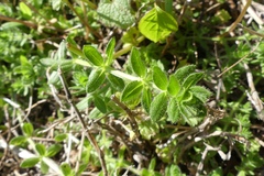 Cruciata pedemontana