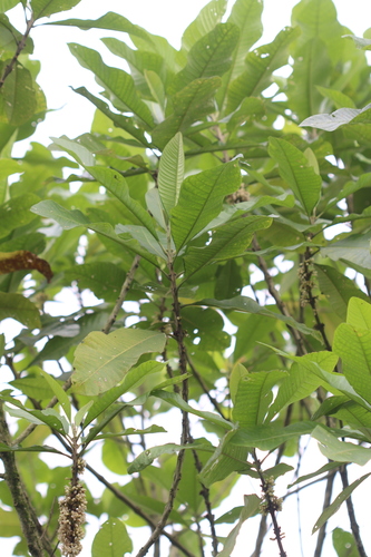 Image of Aegiphila Alba (Aegiphila alba) by (c) Skjold Søndergaard, some rights reserved (CC BY)