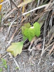 Acer pseudoplatanus