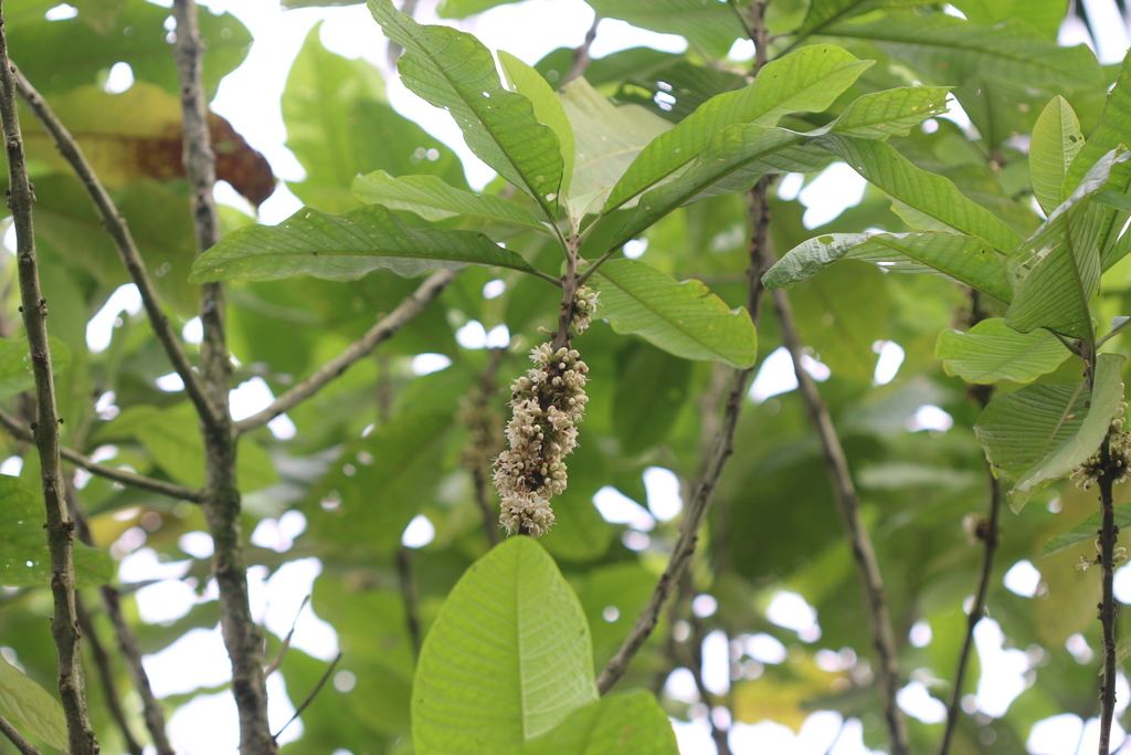 Aegiphila alba (Aegiphila alba)