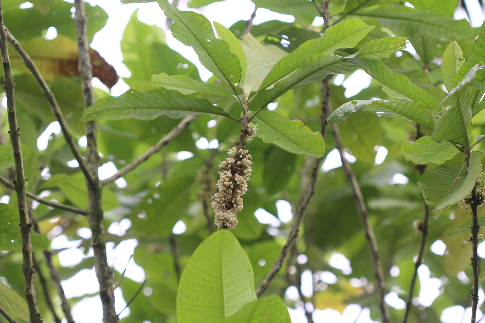 Aegiphila alba