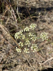 Tiedemannia filiformis image