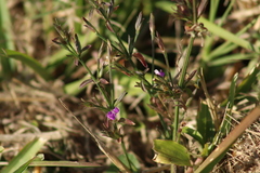 Dicliptera resupinata