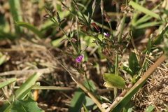 Dicliptera resupinata