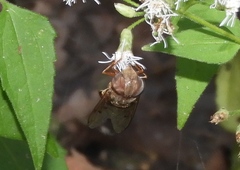 Copestylum macrocephalum