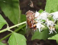 Copestylum macrocephalum