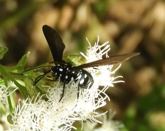 Horama plumipes