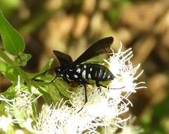 Horama plumipes