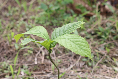 Posoqueria coriacea