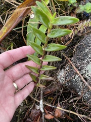 Epidendrum radicans
