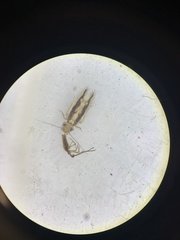 Echmepteryx madagascariensis